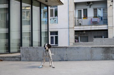 Düşünceli bir ifadeye sahip başıboş bir köpek doğrudan kameraya bakar. Tarafsız bir arkaplan ile doğal ışık altında açık hava portresi. Köpeğin karakterini ve dışavurumunu gösteren duygusal bir görüntü..