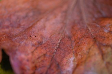 Sonbahar temalı ve botanik fotoğrafçılık projeleri için ideal olan, karmaşık damarları ve dokuları gösteren bir sonbahar yaprağının yakın çekimi.