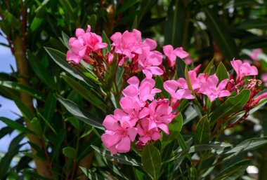 Kıbrıs 'ta Açık Pembe Oleander Çiçekleri Açtı
