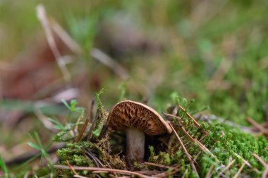 Yeşil otların arasında topraktan çıkan Cortinarius mantarı. Vahşi bir orman mantarının doğadaki makro çekimi. Sonbahar mantarı yakın plan..