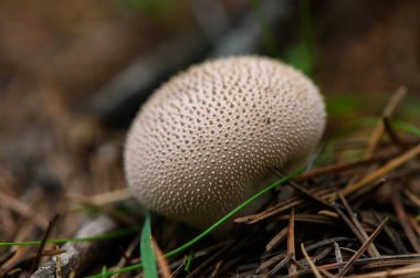 Sonbahar ormanlarında çam iğneleri arasında yetişen dikenli tütsülenmiş mantar mantarları, doğal sonbahar renkleri, orman ortamında yakın plan mantarlar..
