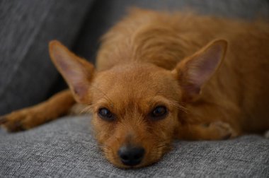 Kapalı bir koltukta rahat bir şekilde uzanan kırmızı minyatür portresi, sakin tavrını ve büyüleyici yüz hatlarını vurguluyor..