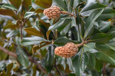 Tiflis 'teki bir sonbahar parkında ağaçlarda sarı yapraklar olan büyük çiçekli manolya. Parlak çiçekler ve sonbahar atmosferi pitoresk bir şehir manzarası yaratır..