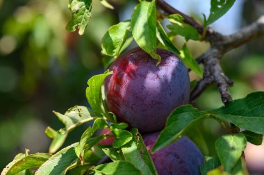 Kıbrıs Bahçesindeki Ağaç Dallarında Asılı Olgun Erikler