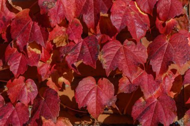 Virginia 'lı kıpkırmızı renkler içindeki sürüngen tüm dış görünüşü kaplıyor. Kırmızıdan mora yapraklar zengin bir sonbahar arkaplanı yaratır, doğanın güzelliğini vurgular.