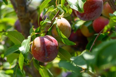 Mor erikler, Kıbrıs bahçesinde güneşin altındaki ağaç dallarında olgunlaşır..