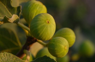 Gündüz vakti Kıbrıs 'ta bir incir ağacında yetişen olgun incirlerin yakın çekimi.