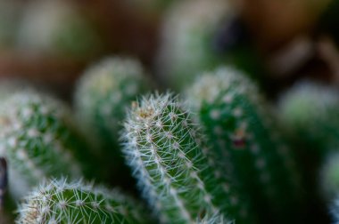Keskin dikenli yeşil kaktüslerin detaylı makro görüntüsü. Akdeniz bahçesinde parlak gün ışığında yakalandı..
