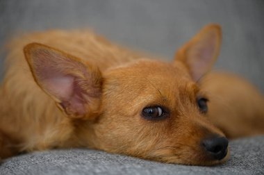 Kapalı bir koltukta uzanan kırmızı bir minyatür portresi. Köpek rahat ve sakin görünüyor, sevimli yüz hatlarını ve sıcak ev atmosferini yakalıyor..