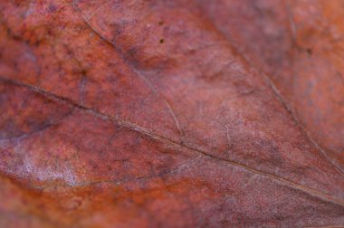 Doğal desenleri, canlı renkleri ve dokuları gösteren bir sonbahar yaprağının ayrıntılı makrosu tasarım ve doğa için mükemmel..