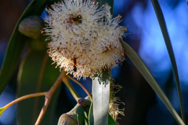 Kıbrıs 'ta okaliptüs çiçeğinin üzerinde oturan karıncaların makro yakın çekimi.