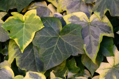 Yeşil sarmaşık yaprakları yakındır. Yoğun yaprak yapısı fotoğraf ve tasarım için güzel bir doğal zemin yaratır..