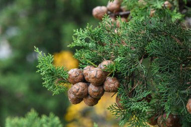 Bitmeyen yeşil selvi ağacının dallarına koni yakın plan. Kozalaklı bitkinin doğal ortamdaki detaylı dokusu..