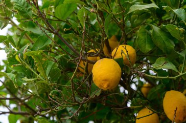 Kıbrıs 'ın yeşil dallarından sarkan, güneş ışığı ve yemyeşil yapraklarla vurgulanan ve Akdeniz turunçgillerinin büyümesini gösteren olgun limonların yakınlaştırılması.