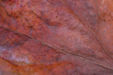 Mevsimsel ve botanik projeler için bir sonbahar yaprağının makro görünümü damarları, dokusu ve doğal sonbahar renkleri vurguluyor.