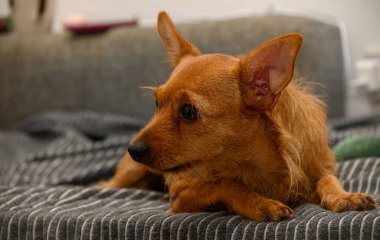 Kahverengi bir pinscher köpeği rahat bir şekilde kanepede uzanıyor, rahat pozunu ve kapalı bir ortamda özenli ifadesini sergiliyor.