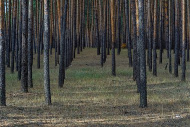 Huzurlu sonbahar çam ormanı manzarası Severodonetsk yakınlarında altın ışıkta, sakin ormanlık ve mevsimlik atmosferiyle.