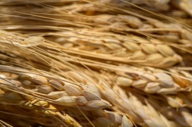 Kıbrıs 'ta yerde yatan kuru bir okaliptüs yaprağı. Doğal doku, sıcak tonlar ve Akdeniz atmosferi.