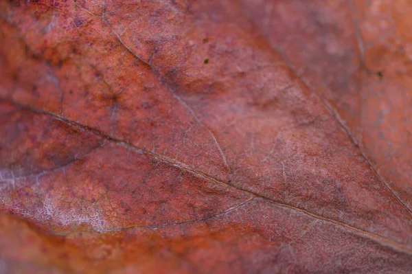 Mevsimsel ve botanik projeler için bir sonbahar yaprağının makro görünümü damarları, dokusu ve doğal sonbahar renkleri vurguluyor.