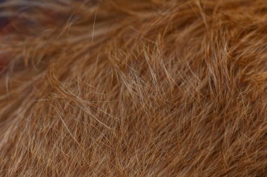 Pürüzsüz kırmızı kürkünün yakın çekimi ince kısa saçlar ve doğal parlaklığı gösteriyor. Tasarım veya arkaplan kullanımı için mükemmel doku.