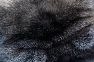 Doğal bir arka plan olarak kullanılan pug kürkünün yakın çekimi. Doğal ışık altında kısa köpek kıllarının yumuşak dokusu.
