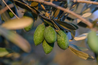 Kıbrıs 'ta gün batımında yeşil zeytin dalı manzarası. Akdeniz kültürünün, ada yaşam tarzının ve geleneksel tarımın bir sembolü..