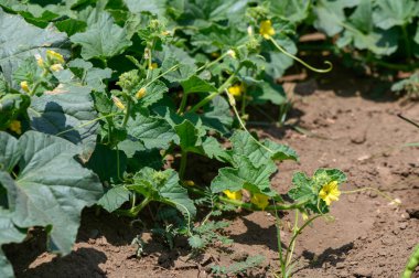 Ilık Kıbrıs güneşinin altında açan parlak sarı kabak çiçekleri