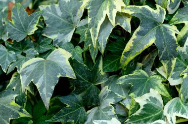 Yeşil sarmaşık yapraklarının doğal bir arkaplan oluşturduğu yakın plan, yeşillik desenlerini, doğa ve botanik tasarımları için ideal desenleri ve desenleri gösteriyor.