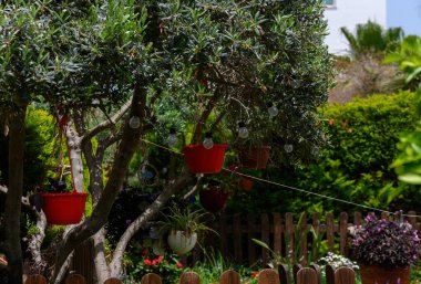 Dallarından sarkan eski tarz lambaları ve saksıları olan yaratıcı bir ağaç. Akdeniz 'de eşsiz bir bahçe dekorasyonu fikri..