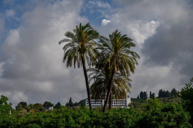Açık Mavi Gökyüzüne Karşı Uzun Hurma Ağaçları