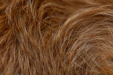 Yakın plan kırmızı kürk, temiz aşağı, mat ve parlak lifler sıcak bakır-kırmızı tonlarda. Yumuşak rahatlama ve doğal kabarıklık veteriner fotoğrafları ve hayvan bakımı reklamları için canlı bir arka plan oluşturur..