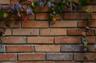 Kırsal kırmızı tuğla bir duvarın makro çekimi yeşil asma ile süslenmiş, açık hava veya bahçe projeleri için doğal bir arka plan olarak mükemmel.