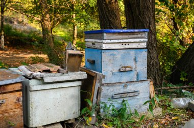 Eski ahşap arı kovanları geleneksel bir köy arısında durur. Fotoğraf, kırsal arıcılık ve doğal uyum atmosferini yakalıyor..