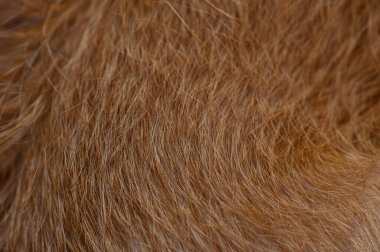 Makro fotoğraf kırmızı pinscher köpek kürkü güzel kısa saç yapısı, yumuşak doğal aydınlatma ve sıcak tonu gösteriyor.