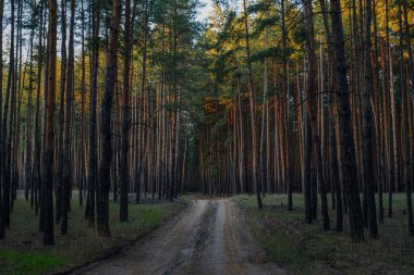 Sonbahar ormanı yolu karışık çam ve yaprak döken ağaçların arasından geçiyor. Renkli sonbahar çamı ve yaprak döken ağaçlarla çevrili bir orman yolunun yüksek kaliteli manzarası, doğa, seyahat ve manzara fotoğrafçılığı için ideal..