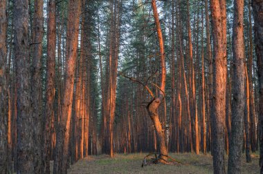 Batan güneşin sıcacık ışığı altında parlayan ağaçlar, sakin doğa ve akşam fotoğrafçılığı için mükemmel..