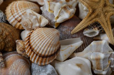 Shells, starfish and pebbles on the seashore. Natural marine pattern, summer, beach, vacation.