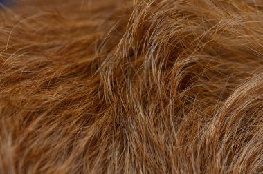 Yumuşak tüylü kırmızı köpek kürkü, doğal yayılmış ışık ve altından bakıra gölgeler. Derin doku ve ışık hacmi evcil hayvan fotoğrafları ve hayvanat bahçesi içeriği için sıcak bir zemin oluşturur.