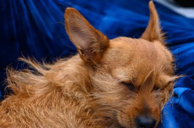 Küçük kırmızı bir Pinscher yumuşak bir yastığın üzerinde rahat bir şekilde uyuyor. Sahne, evcil bir hayvanın sakinliğini ve konforunu yansıtıyor..