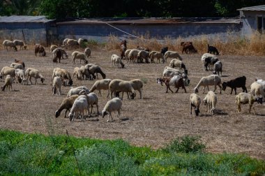 Geleneksel siyah keçiler, uzun kulaklı ve koyun güneşin altında bir Kıbrıs çiftliğinde otluyor..