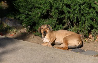 Köpek, yayılmış güneş ışığında ladin dalları altında huzur içinde uzanıyor. Kürk üzerindeki iğneler ve pırıltılar, sakin ormanı, sabah atmosferini, uyum ve doğal güzelliklerle doldurur.