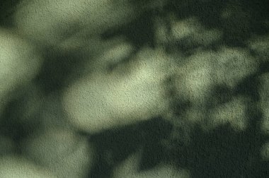 Parlak güneş ışınları ve hareket eden dal gölgesiyle vurgulanmış kabarık yeşil alçı. Doku ve ışık kontrastı fotoğraf ve tasarım için canlı bir arkaplan oluşturur