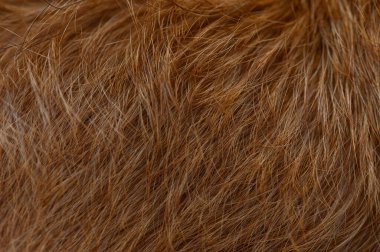 Kırmızı Pinscher kürkünün Macro fotoğrafı doğal kısa saç dokusunu, nötr ışıklandırmayı ve özgün arka planı gösteriyor..