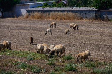 Koyun ve uzun kulaklı keçiler Kıbrıs kırsalında özgürce otluyor, huzurlu Akdeniz manzarası.