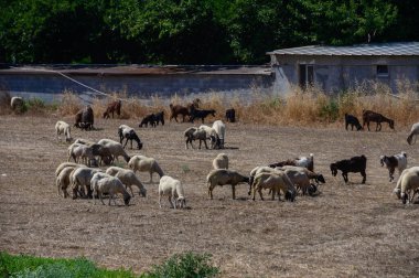 Uzun kulaklı kara keçiler ve Kıbrıs 'taki tarım arazilerinde otlayan koyunlar. Tarım, hayvancılık ve kırsal Akdeniz çiftçiliği yaşam tarzı.