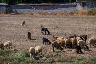 Kırsal alanda otlayan uzun kulaklı Kıbrıs keçileri ve koyunlarıyla köy çiftçiliğinin sembolü olan pastoral manzara.