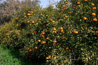 Sıralar halindeki portakal ağaçları olgunlaşmış meyvelerle doludur. Güneşli bir arazide bereketli bir hasat sergilerler..