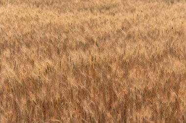 Rye Ears in the Wind, Kuzey Kıbrıs