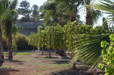 Güneş ışığı, bereketli palmiye yapraklarının arasından süzülür. Huzurlu bir üzüm bağındaki yemyeşil üzüm bağlarının sıralarını aydınlatır. Canlı yeşil yapraklar yavaşça sallanıyor, verimli bir hasat olacağını ima ediyor..