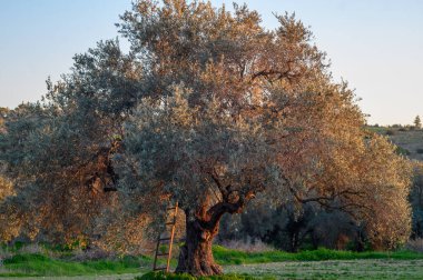 Eski bir zeytin ağacı sıcak akşam ışığında yıkanır, yemyeşil ile çevrili, tarihin yüzyıllarını somutlaştıran..